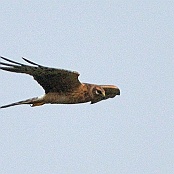 Pallid Harrier  "Circus macrourus"